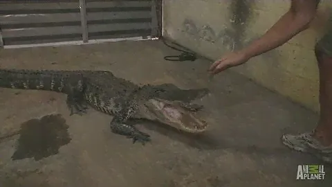 Gator in the Garage | Gator Boys