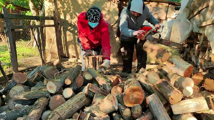 Husqvarna la taiat de lemn de salcam uscat