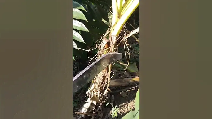 Gerber Gator bolo machete
