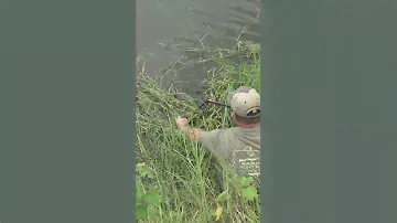Blowgun Gator #Short